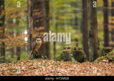 Barn Owl / Schleiereule ( Tyto alba ) perched on a rotten tree stub, in autumnal coloured open woods, Europe. Stock Photo