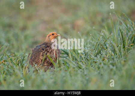 Grey Partridge / Rebhuhn ( Perdix perdix ) sitting in a dew wet field of winter wheat,  endangered by intensive farming. Stock Photo