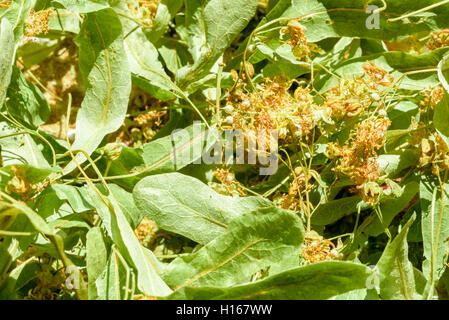 Closeup of fresh green lime tree Tilia flowers and leaves dried for adding to hot beverages like tea and for herbal ingredients. Stock Photo