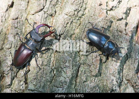 Stag beetles (Lucanus cervus), pair on tree bark, Emsland, Lower Saxony, Germany Stock Photo