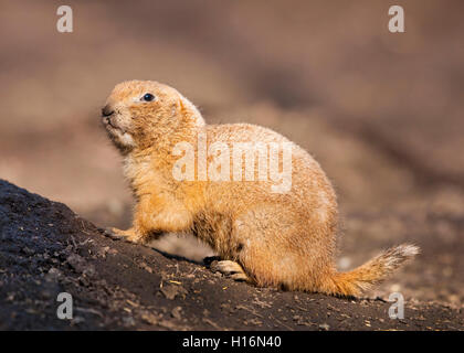 Black-tailed prairie dog (Cynomys ludovicianus), native to North America, captive, Thuringia, Germany Stock Photo