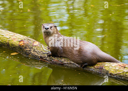 Eurasian otter (Lutra lutra) on a tree trunk, captive, Germany Stock Photo