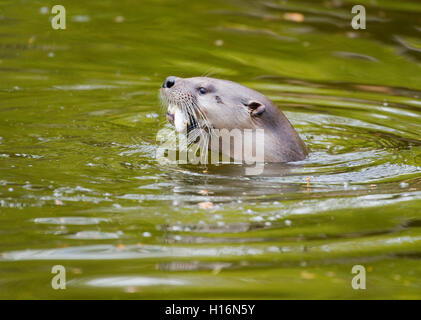 Eurasian otter (Lutra lutra) with a fish in its mouth, captive, Germany Stock Photo