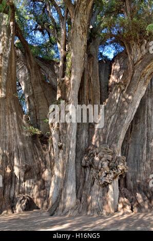 Arbol del Tule, cypress (Taxodium mucronatum), trunk, detail, the thickest tree in the world, Santa Maria del Tule, Oaxaca Stock Photo