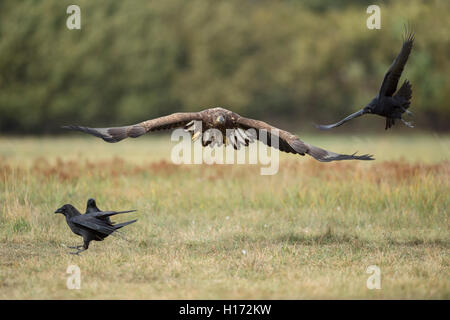 White-tailed Eagle / Sea Eagle ( Haliaeetus albicilla ), subadult, in frontal flight, chasing Common Ravens, typical  behavior. Stock Photo