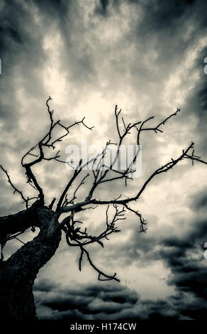 Dead tree in a creepy night time setting with dark stormy clouds overhead. The image is black and white Stock Photo