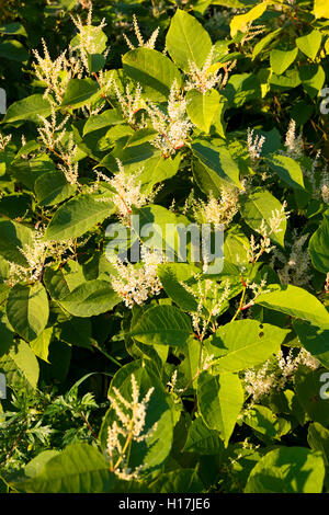 Blooming Sakhalin Knotweed or Fallopia sachalinensis in autumn Stock Photo