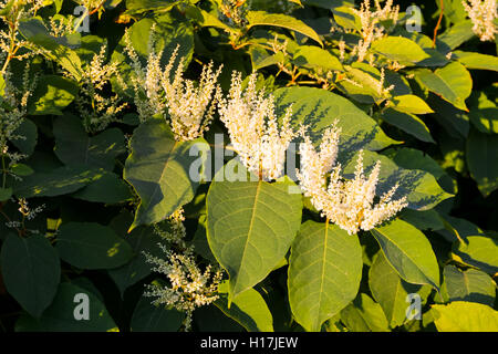 Blooming Sakhalin Knotweed or Fallopia sachalinensis in autumn Stock Photo