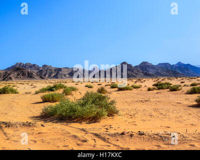 Green bushes in the desert of Wadi Rum, Jordan Stock Photo