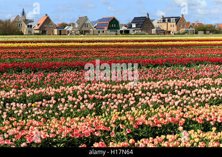 Colorful blooming tulips field (Tulipa), Texel Island, Province of North Holland, Holland, The Netherlands Stock Photo