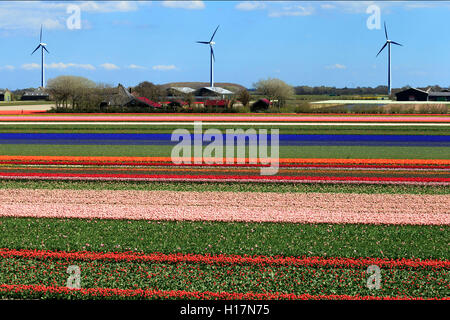 Blooming tulip fields (Tulipa) with wind turbines in Alkmaar, Province of North Holland, Holland, The Netherlands Stock Photo