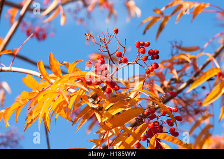 Closeup view of rowan tree in autumn. Red ash berries and orange leaves against the background of clear blue sky Stock Photo