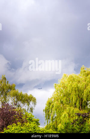 Tall green trees and commercial passenger plane flying in the background Stock Photo