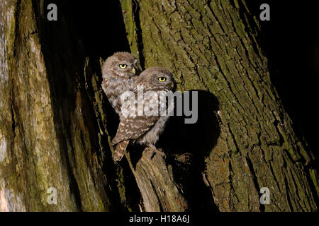 Little Owl / Steinkauz ( Athene noctua ), fledged siblings, sitting in an old willow tree, sunbathing in the morning sun. Stock Photo