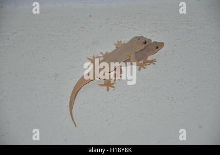 Mating. Mating of home lizards. Stock Photo
