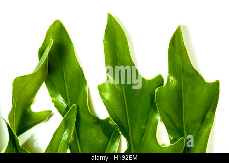 Close up studio shot of patterns and textures of leaf ends on section of philodendron leaf on white background Stock Photo