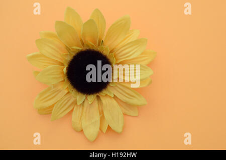 Sun flower on yellow/ orange background Stock Photo