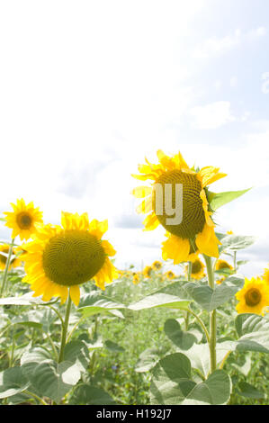 Two yellow sunflowers at summer look to each other Stock Photo - Alamy