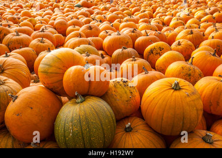 Curing Pumpkins and Winter Squash. Storing ripening pumpkins and winter squashes to cure the fruit in a greenhouse, polytunnel or cold frame. Recently picked pumpkins stored inside a greenhouse, in crates, ready for transporting to market, Tarleton, Lancashire, UK Stock Photo