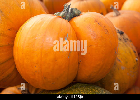 Recently picked pumpkins stored inside a greenhouse, in crates, ready for transporting to market, Tarleton, Lancashire, UK Stock Photo