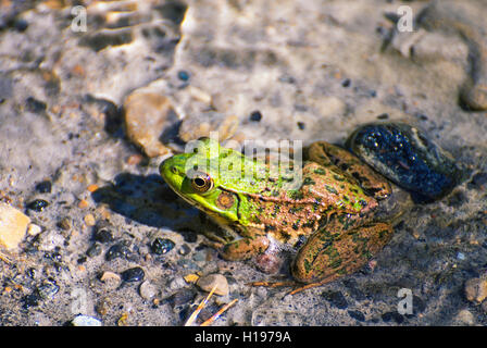 Detail of northern green frog (lithobates clamitans) in Ontario lake shore Stock Photo