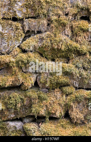 Moss covered drystone wall. Stock Photo