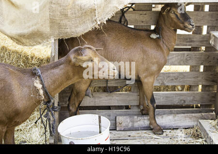 Brown goat on farmyard, animals and nature Stock Photo