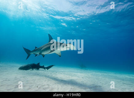 Hammerhead shark, sphyrna mokarran, at Bimini, Bahamas in the Caribbean Sea. Stock Photo