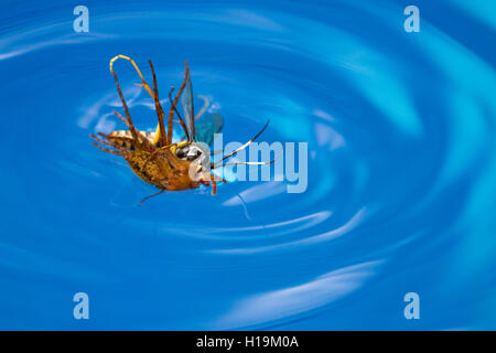 action shots of a spider wasp killing a spider by drowning it in a swimming pool in Costa Rica Stock Photo