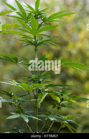 growing medical marijuana buds under artificial lighting ...