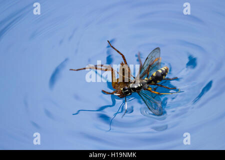 action shots of a spider wasp killing a spider by drowning it in a swimming pool in Costa Rica Stock Photo