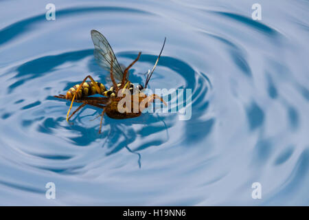 action shots of a spider wasp killing a spider by drowning it in a swimming pool in Costa Rica Stock Photo