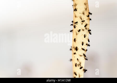 Dead flies stuck to a sticky fly paper trap Stock Photo - Alamy