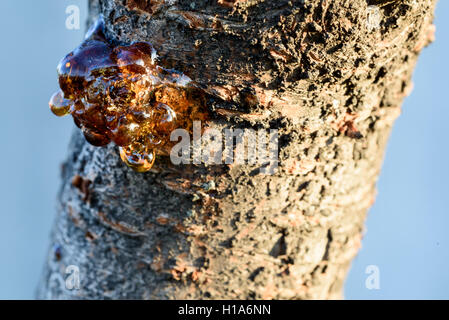 Dried yellow Amber cluster leaking from the bark of a cherry tree Stock Photo