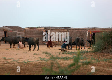 Cattles, Medi Village, Kutch, Gujarat, India Stock Photo