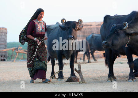 Cattles, Medi Village, Kutch, Gujarat, India Stock Photo