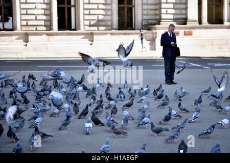 Glasgow, Scotland, UK. 22nd September, 2016. Pigeons in George Square Credit:  Tony Clerkson/Alamy Live News Stock Photo