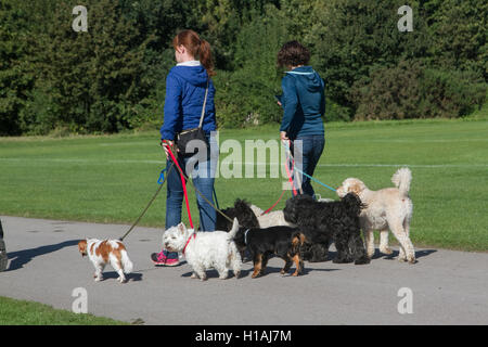 London, UK. 23rd Sep, 2016. Women walking their dogs on a  warm sunny day Regents Park Credit:  amer ghazzal/Alamy Live News Stock Photo
