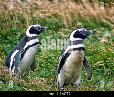 Magallanes Region, Chile. 22nd Feb, 2003. A pair of Magellanic penguins (Spheniscus magellanicus) at the Otway Sound Penguin Reserve in Chile, 40 miles (65km) from Punta Arenas. A popular tourist attraction, the penguins return there each year for the mating season. They were named after Portuguese explorer Ferdinand Magellan, who spotted the birds in 1520. © Arnold Drapkin/ZUMA Wire/Alamy Live News Stock Photo