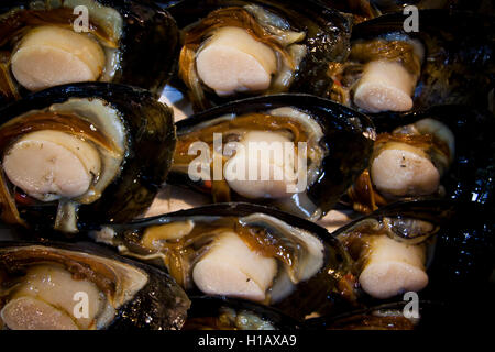 Fresh scallops for sale in their shells at the Tsukiji Fish Market, Tokyo, Japan Stock Photo