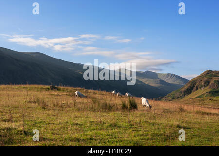Sheep on a moorland pasture and the view down St John's-in-the-Vale towards Helvellyn, Lake District, Cumbria, England Stock Photo