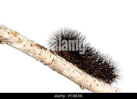 Black furry caterpillar with red markings, crawling on a twig Stock Photo
