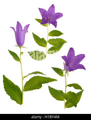 Three Violet bellflowers isolated on white Stock Photo