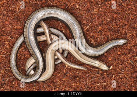 Male and female slow worm (Anguis fragilis) Stock Photo