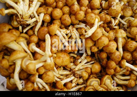 Forest Nameko mushrooms at Farmers Market in Summit, NJ, USA.  Sometimes call the “Butterscotch” mushroom. Stock Photo