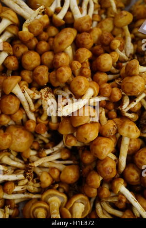 Forest Nameko mushrooms at Farmers Market in Summit, NJ, USA.  Sometimes call the “Butterscotch” mushroom. Stock Photo