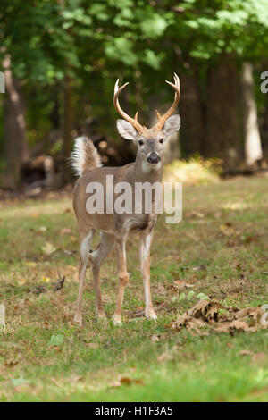 A Whitetailed deer buck stand at the edge of the forest. Stock Photo