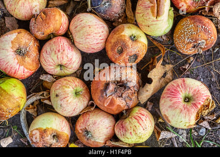 Close up picture of rotten apples in a garden. Stock Photo