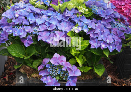 Blue Hydrangea Kardinal Violet, in full bloom in July 2016 at Tatton Park Flower show in Cheshire, England, UK. Stock Photo