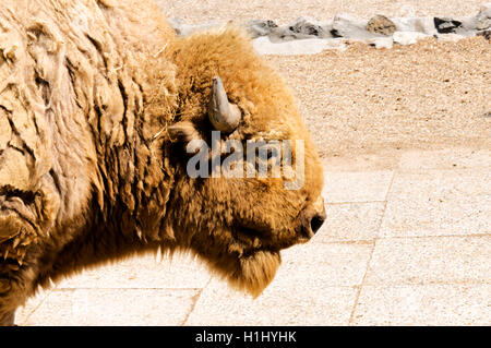 Profile of bison Stock Photo